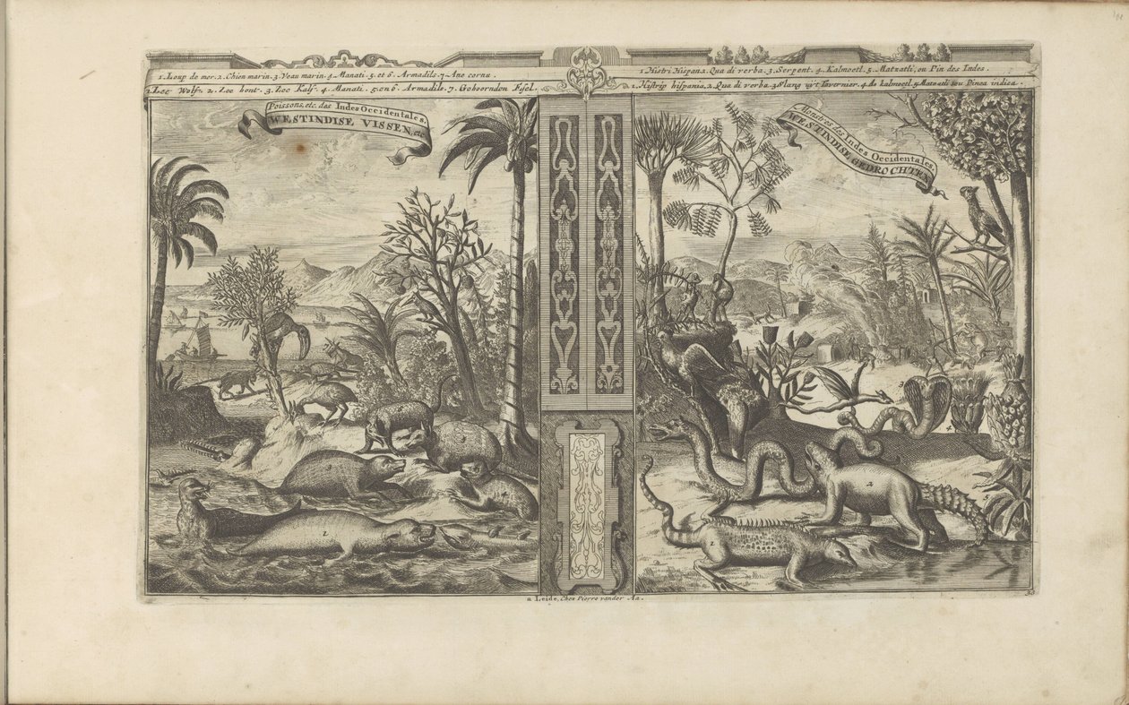Dyren fra Vestindien Westindische Vissen, etc / Fishes, etc of the West Indies // Westindische Gedrochten / Monsters of the West Indies (titel på objekt) Øst- og Vestindien og andre steder (serietitel) af Romeyn de Hooghe