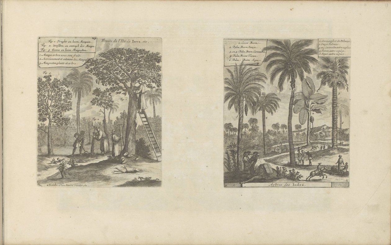 Landschappen sætter mangobomen, kokos- og palmbomen Frugter fra øen Java osv. / Trees of India (titel på objekt) Øst- og Vestindien og andre steder (serietitel) af Romeyn de Hooghe