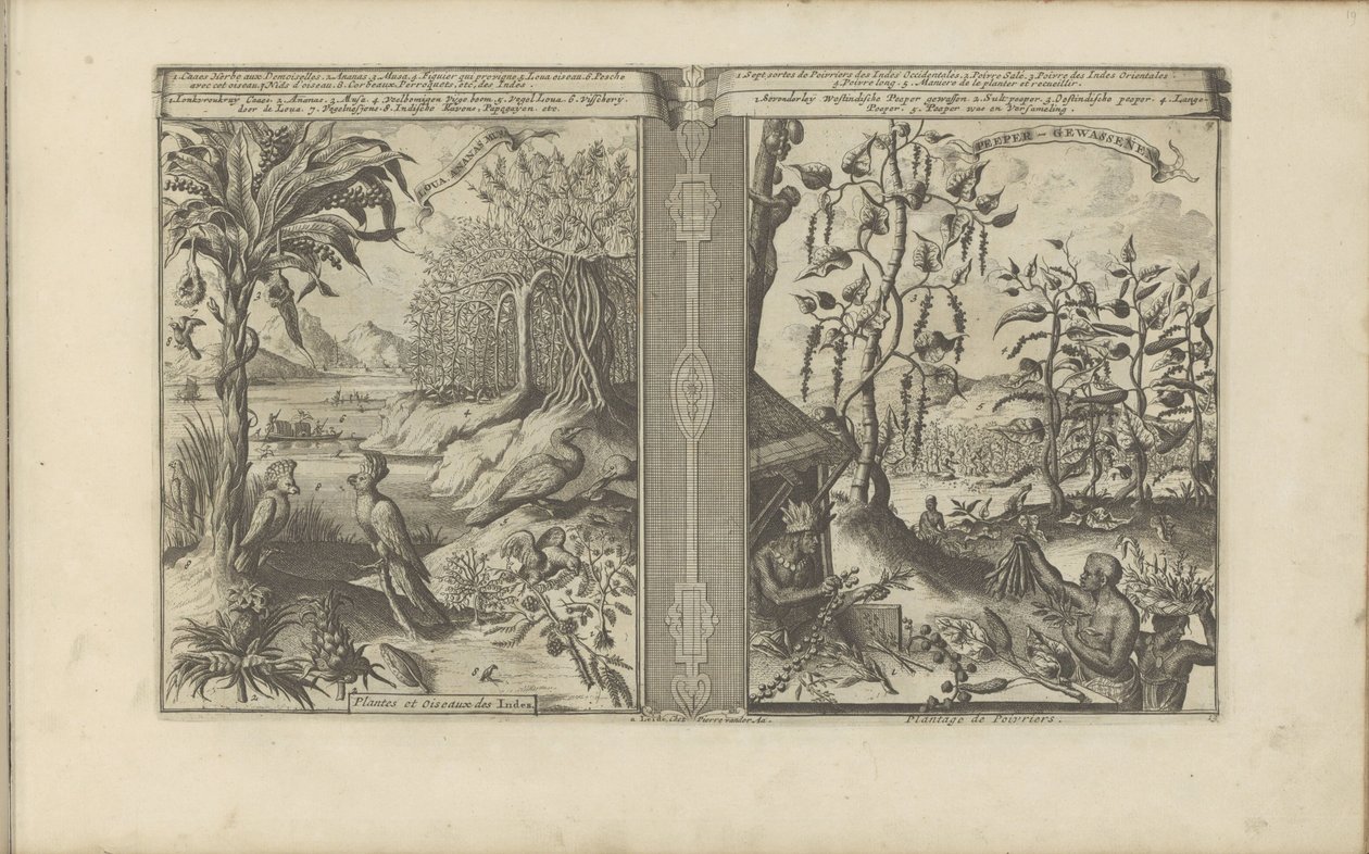 Planten, vogels og pepervelden Loua, Pineapple Musa / Plants and Birds of India // Peeper-Gewassen / Pepper Plantation (titel på objekt) Øst- og Vestindien og andre steder (serietitel) af Romeyn de Hooghe