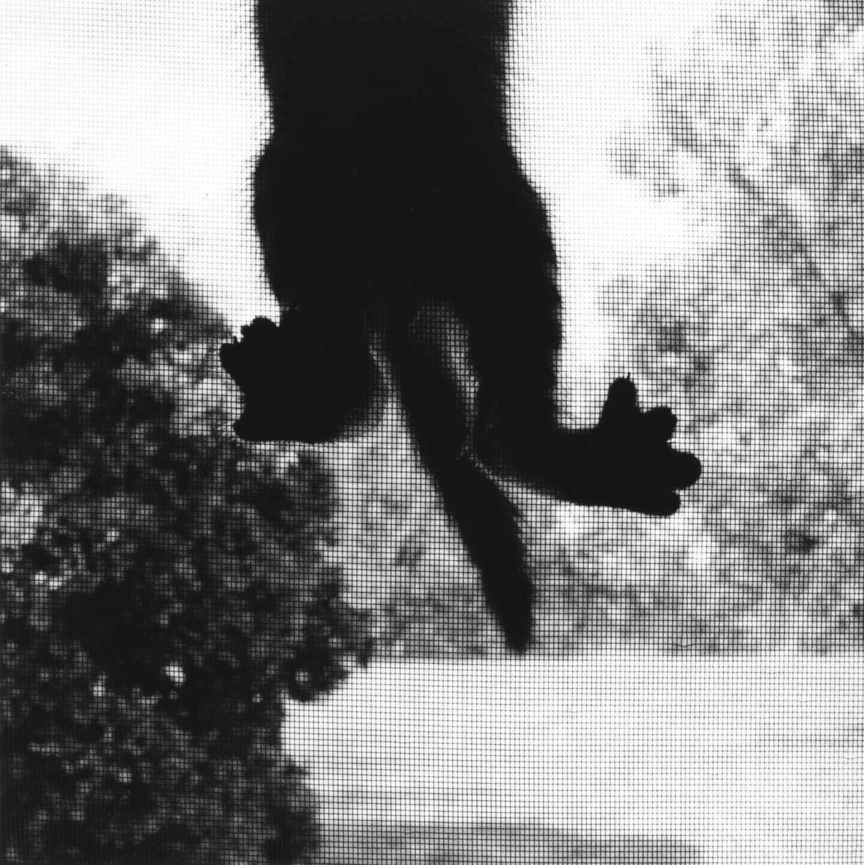 Klatre kat af Ron Evans
