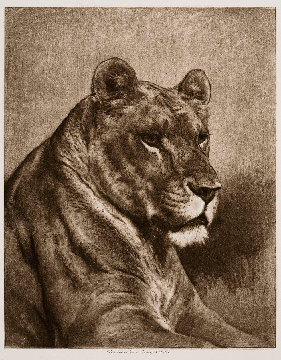 Løvinde af Rosa Bonheur