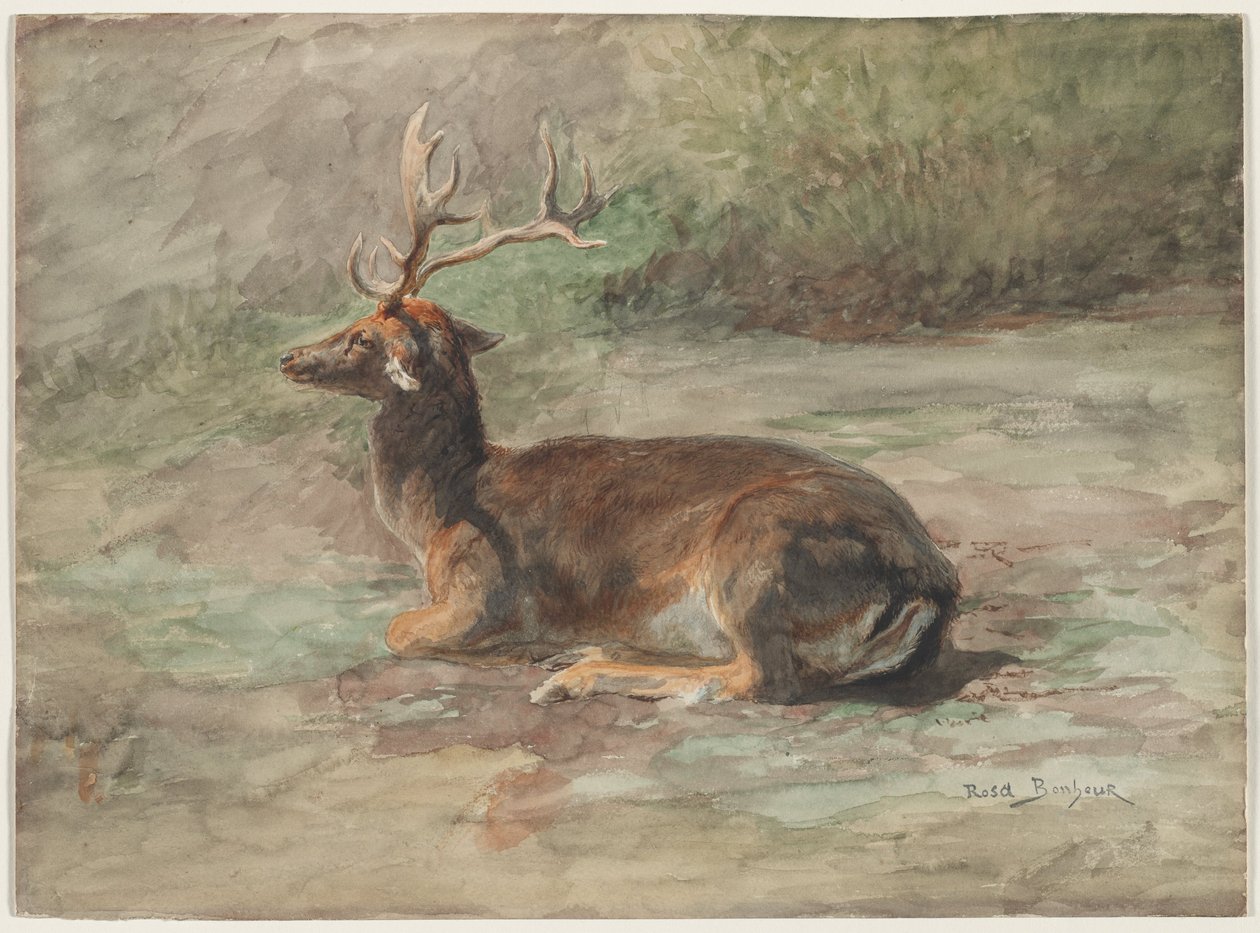 Liggende kronhjort, anden halvdel af 1800-tallet (akvarel og gouache over grafit) af Rosa Bonheur