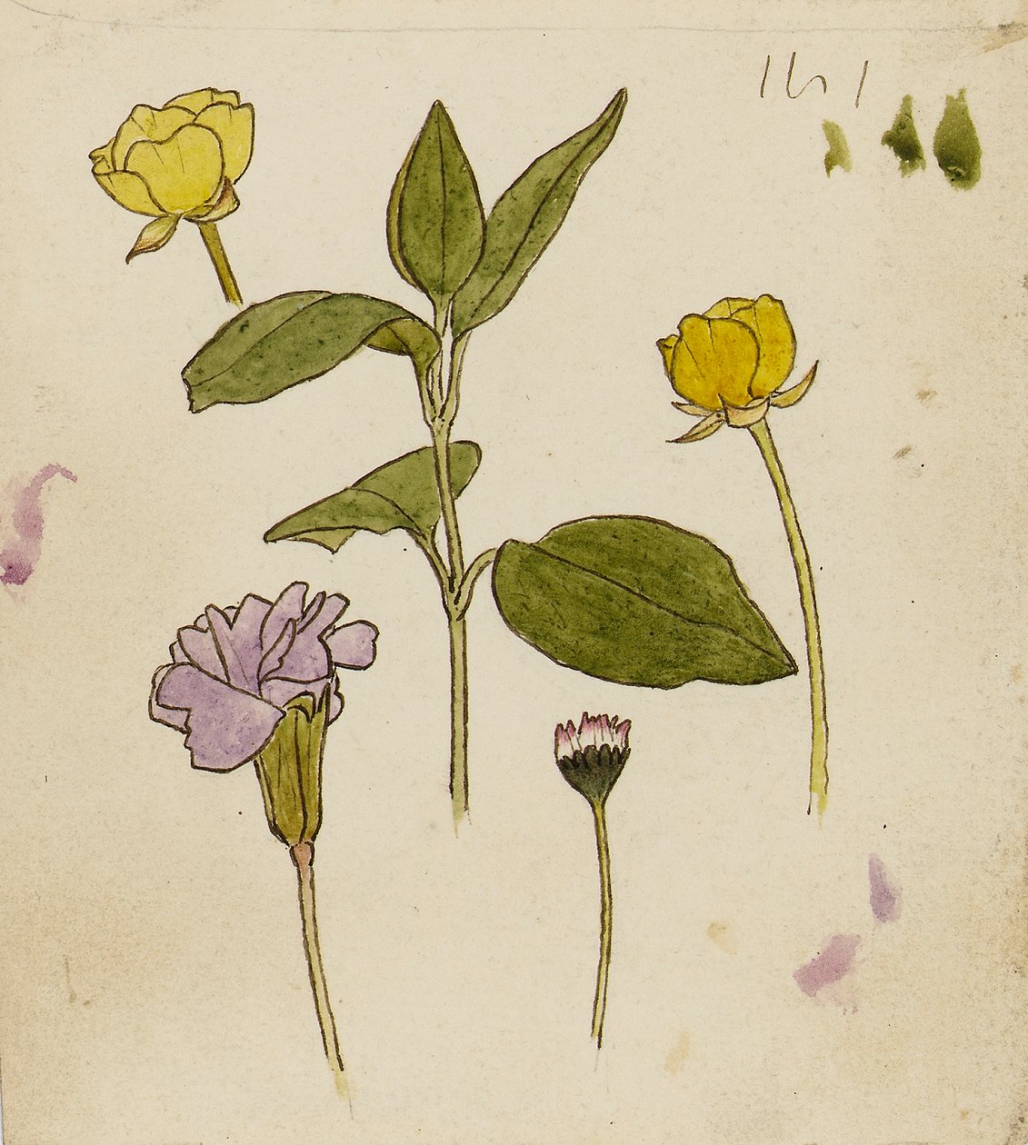 Studie af blomster - ranunkel og marguerit af Rosa Brett