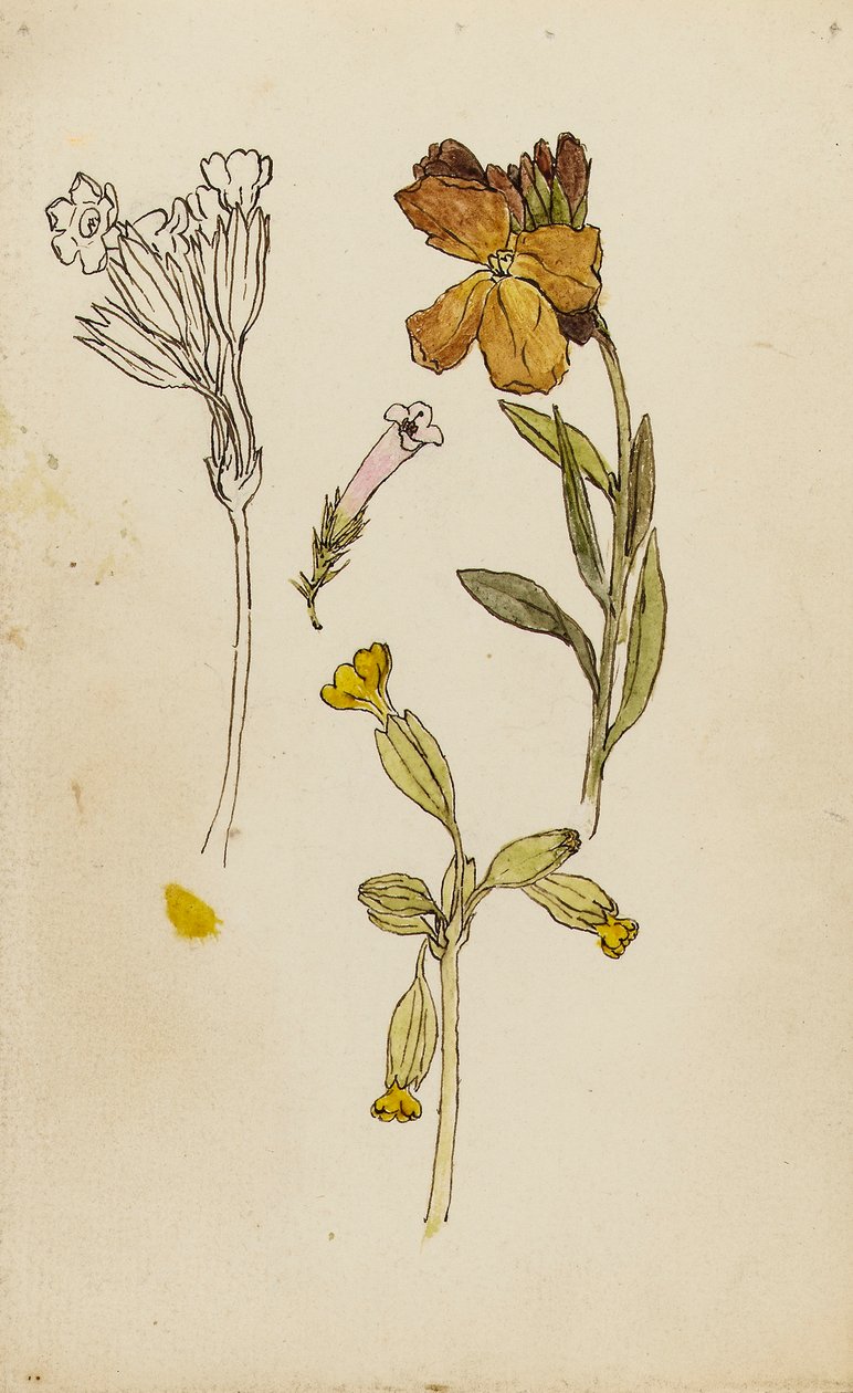 Undersøgelse af blomster, mursejler og kodriver af Rosa Brett