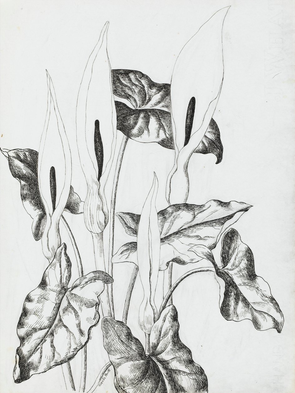 Arum liljer af Rosalie Brill