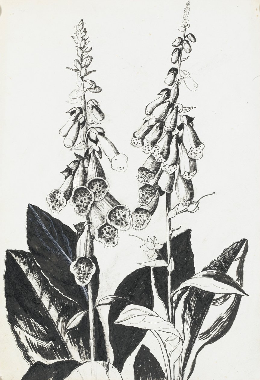 Rævehandsker af Rosalie Brill