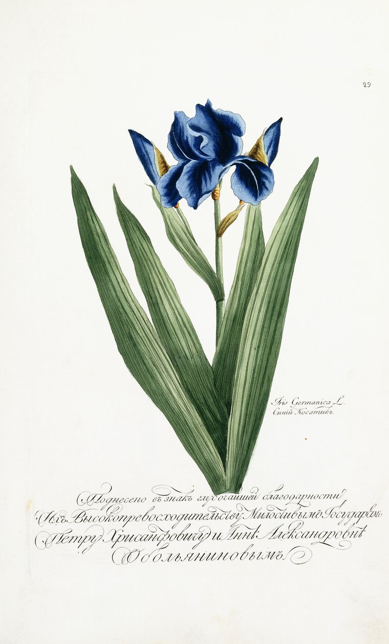 Iris Germanicus, 1797-1803 af Russian School