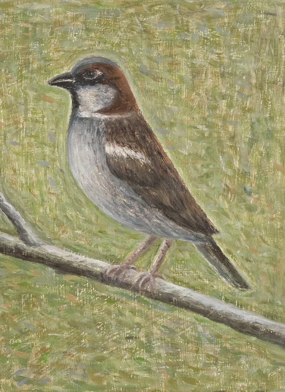 Husspurv, 2008 (olie på træ) af Ruth Addinall