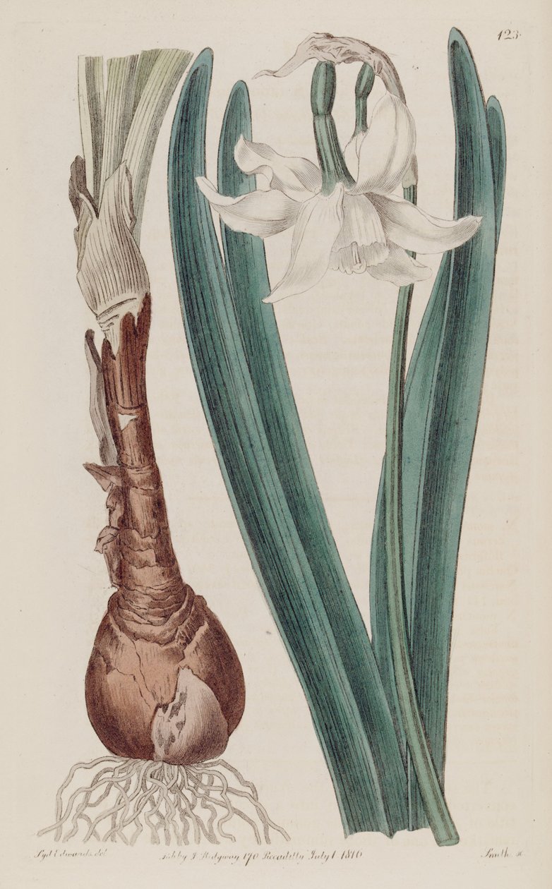 Narcissus × poculiformis, som Narcissus montanus af S. Edwards