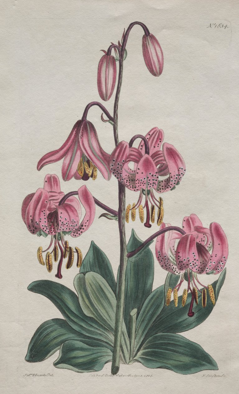 Det botaniske magasin eller blomsterhave vist: glatstilket Martagon, Turk
