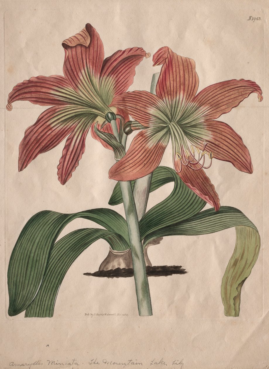 The Botanical Magazine eller Flower Garden vist: The Mountain Lake Lily, 1827. af S. Curtis