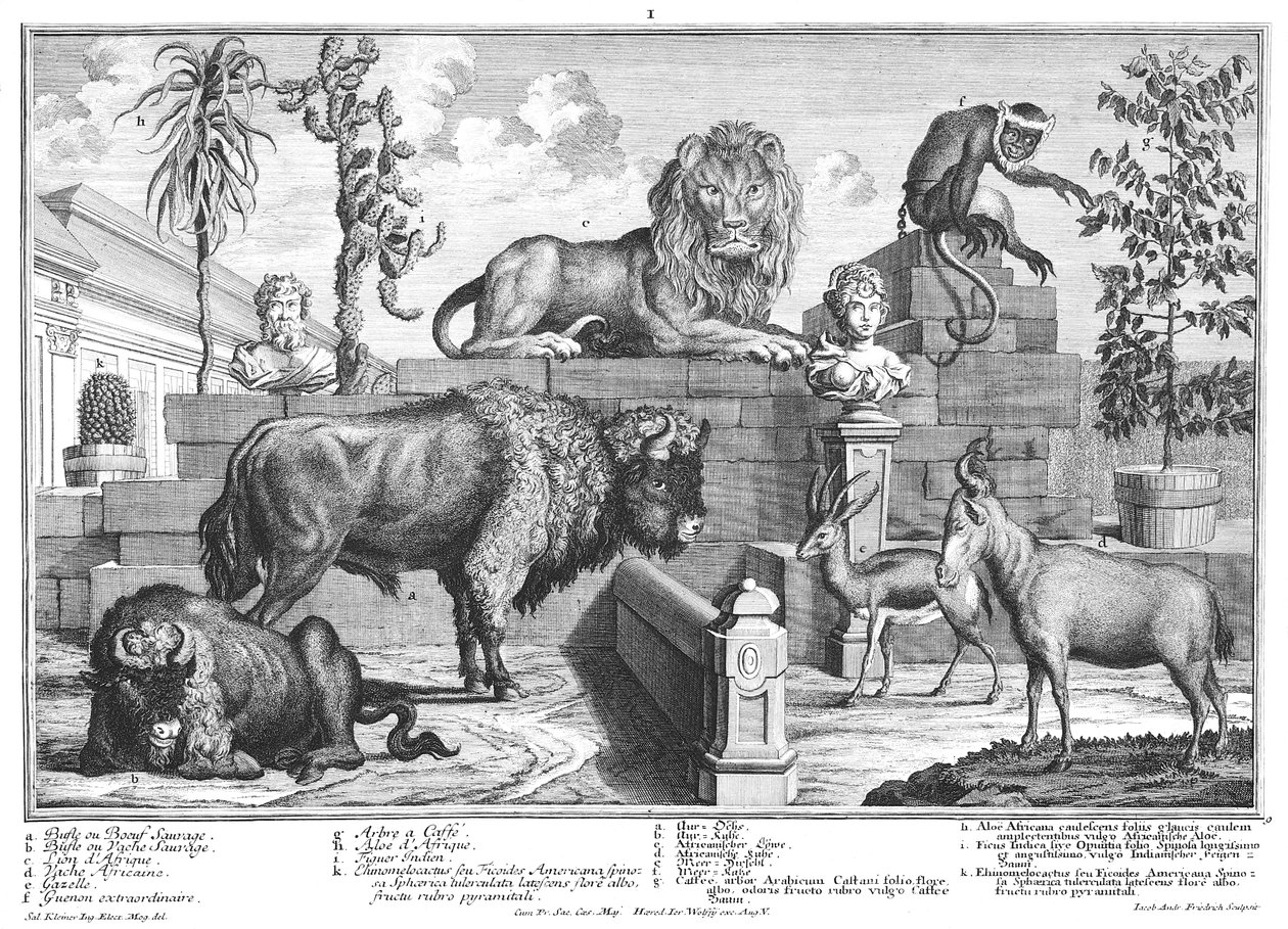 Løve og bisonpar af Salomon Kleiner