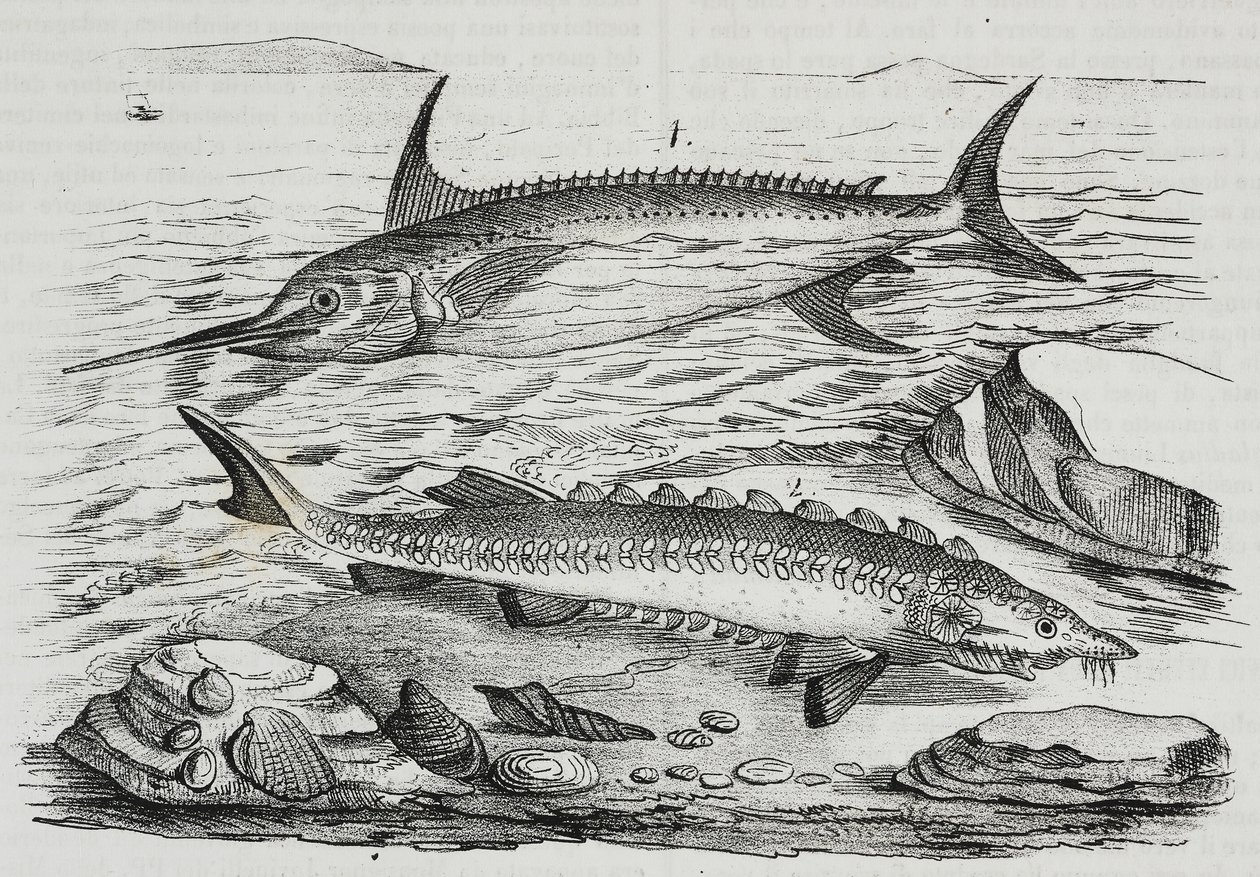 1 sværdfisk (Xiphias gladius), 2 stør (Acipenser sturio), litografi af Salvatore Puglia fra Poliorama Pittoresco, n 10, 16. oktober af Salvatore Puglia