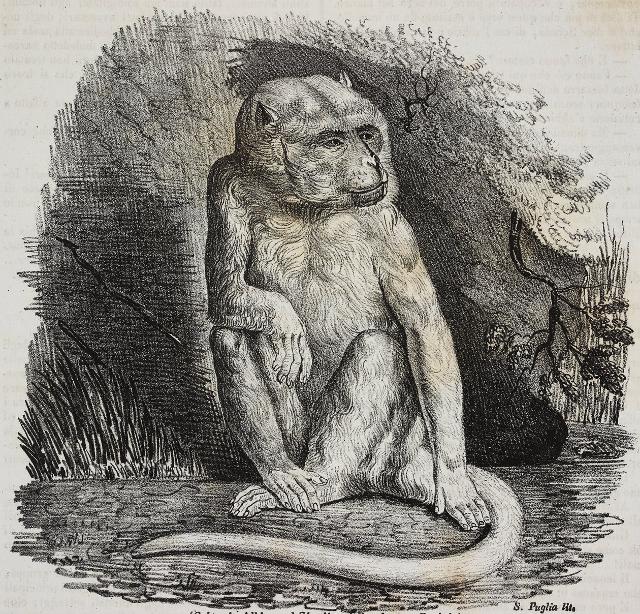 Albino-abe i Jardin des Plantes, Paris botaniske have, Frankrig, litografi af Salvatore Puglia fra Poliorama Pittoresco, n 23, 14. januar af Salvatore Puglia