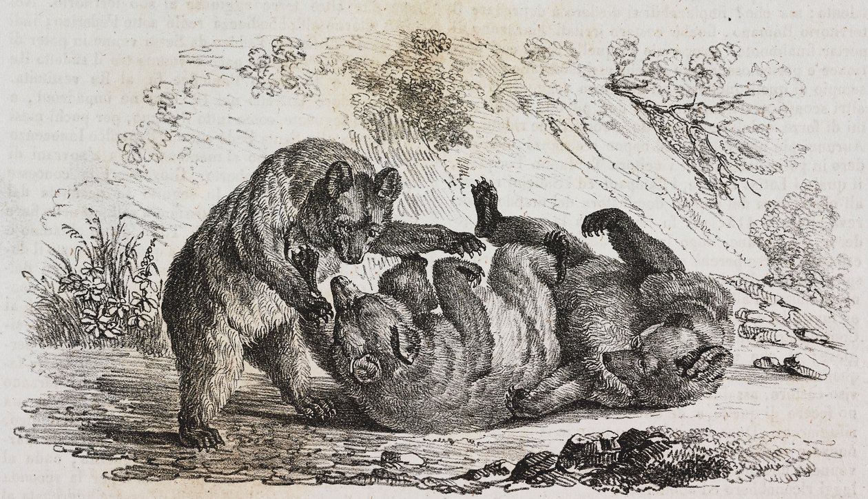 Bears of Asturias, Spanien, litografi af Salvatore Puglia fra Poliorama Pittoresco, n. 9, 7. oktober af Salvatore Puglia