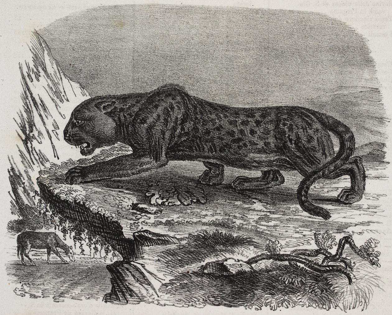 Black Panther i Jardin des Plantes, Paris botaniske have, Frankrig, litografi af Salvatore Puglia fra Poliorama Pittoresco, n 26, 4. februar af Salvatore Puglia