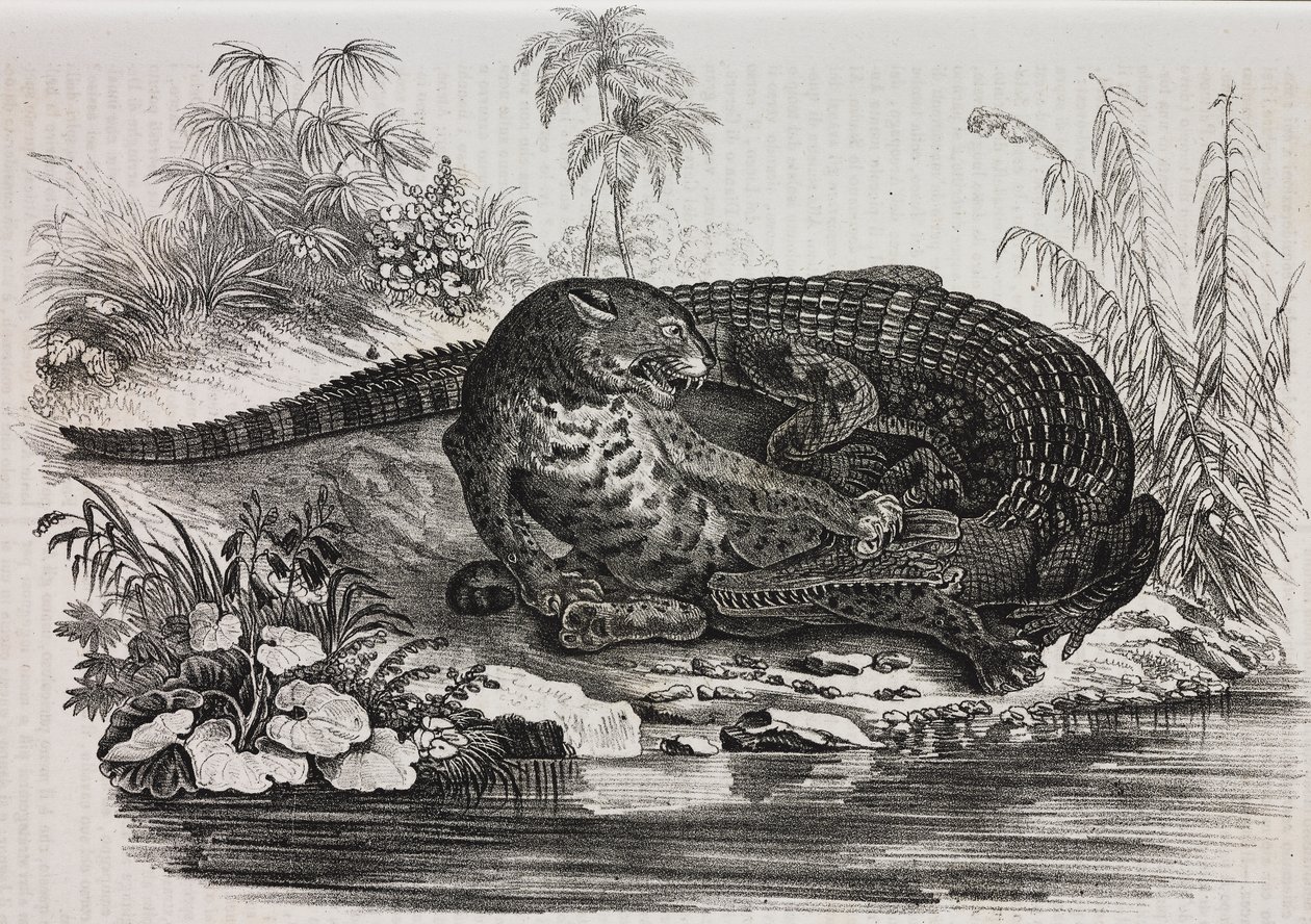 Caiman og jaguar, litografi af Salvatore Puglia fra Poliorama Pittoresco, n 16, 25. november af Salvatore Puglia