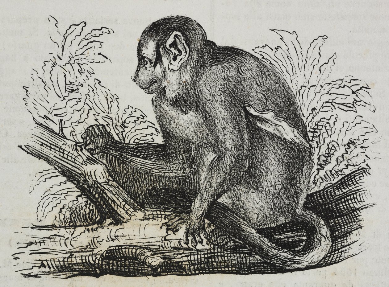 Natteabe douroucoulis (Aotus trivirgatus), litografi af Salvatore Puglia fra Poliorama Pittoresco, n 46, 25. juni af Salvatore Puglia
