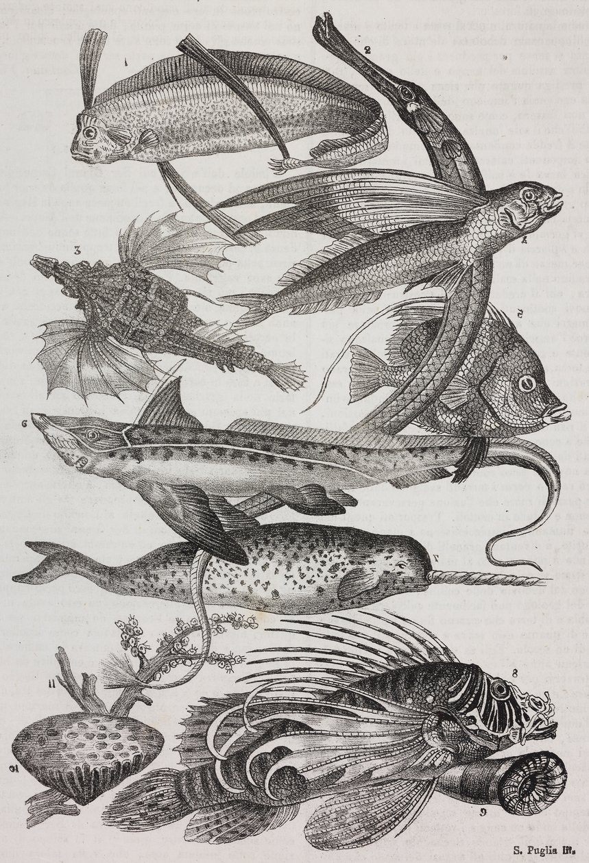 Havvæsner: 1 Dattiloftera, 2 Syngnathus, 3 Pegasus, 4 Trachypterus, 5 Chaetodon, 6 kaninfisk, 7 enhjørning (narhval), 8 flyvende pteroider, 9 Attinia af Salvatore Puglia