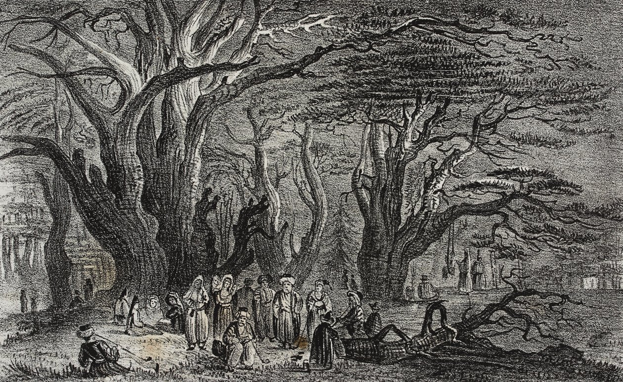 Gamle cedertræer fra Libanon i Tyrus, Libanon, litografi af Salvatore Puglia fra Poliorama Pittoresco, n 25, 28. januar af Salvatore Puglia