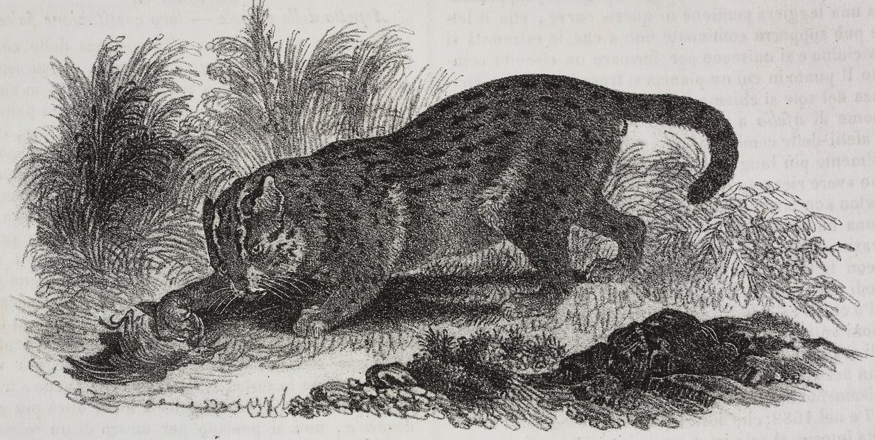 Sumatran kat, litografi af Salvatore Puglia fra Poliorama Pittoresco, n 47, 1. juli af Salvatore Puglia