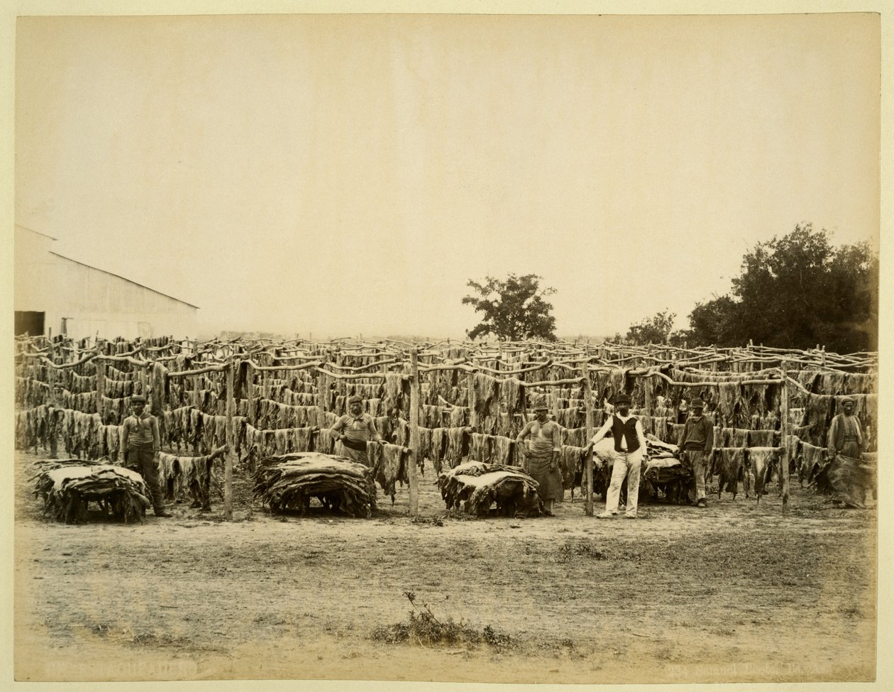 Tørring af læder, Argentina (albumenprint på kort) af Samuel Boote
