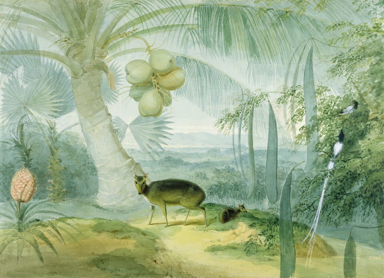 Et landskab på Ceylon med gøende hjorte og fawn og et par paradisfluefangere, ca. 1808-11 af Samuel Daniell