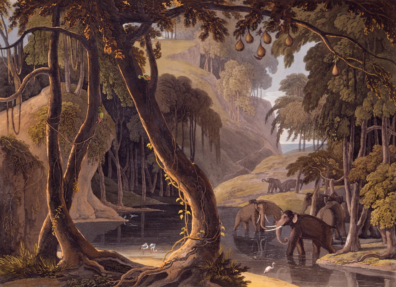 Scene i Sitsikamma - elefanter med fiskehejre ved en pool, fra "African Scenery and Animals", 1804-05 af Samuel Daniell