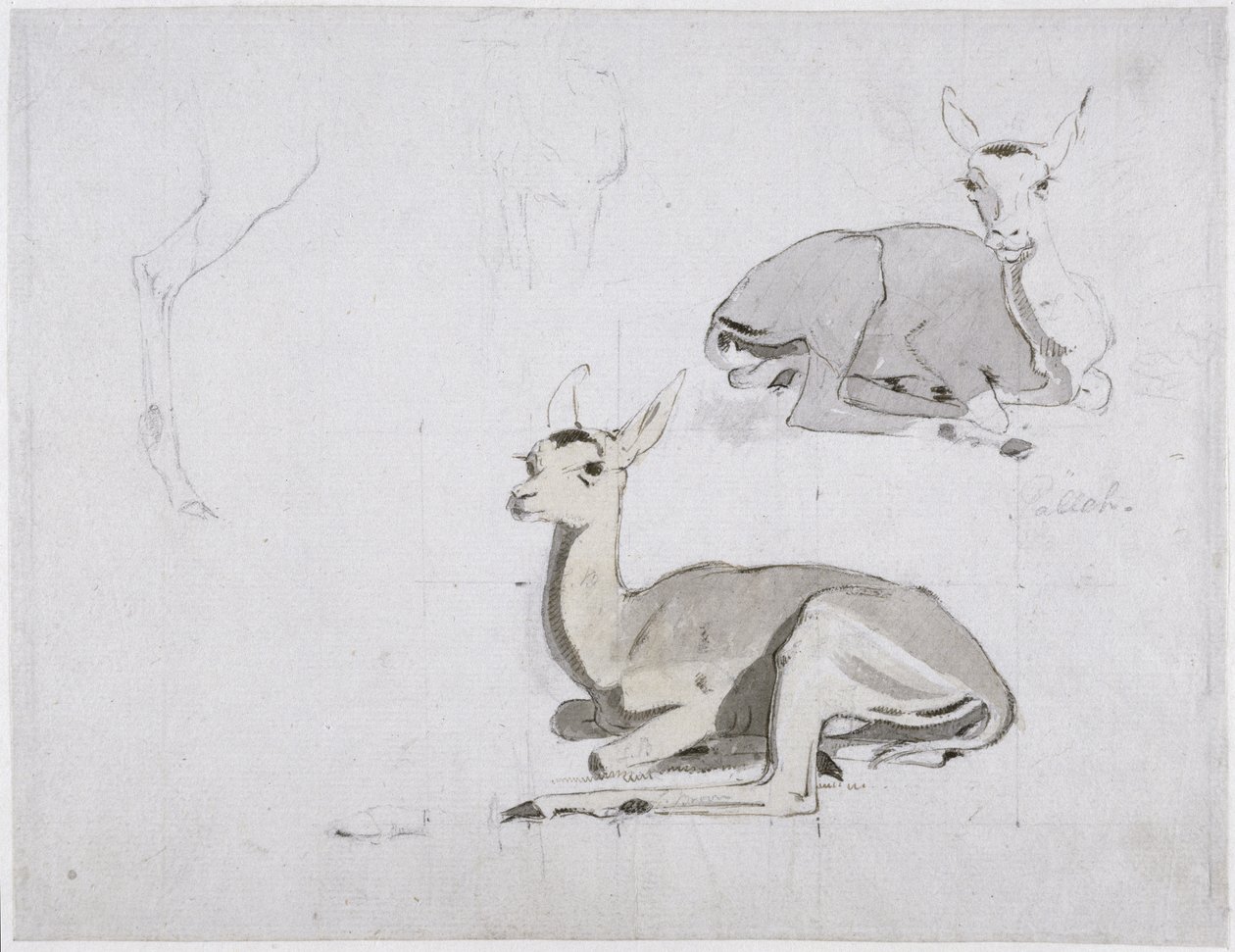 Studier af unge Pallah Deer Resting, ca. 1802 (wc og grafit på papir) af Samuel Daniell