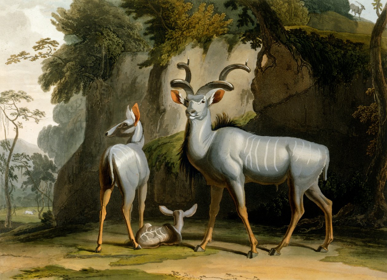 Koodoo, 1804 af Samuel Daniell