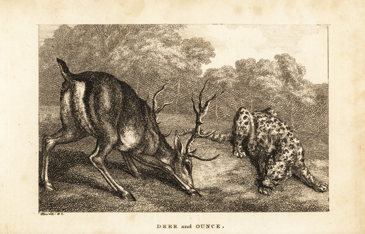 Møde mellem en kronhjort, Cervus elaphus, og en sneleopard, Panthera uncia af Samuel (after) Howitt