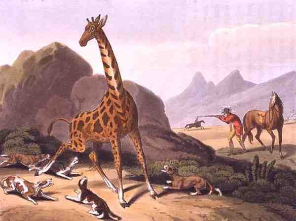 Hunting the Camelopard, graveret af Matthew Dubourg (fl.1785-1820), udgivet af Edward Orme af Samuel (after) Howitt