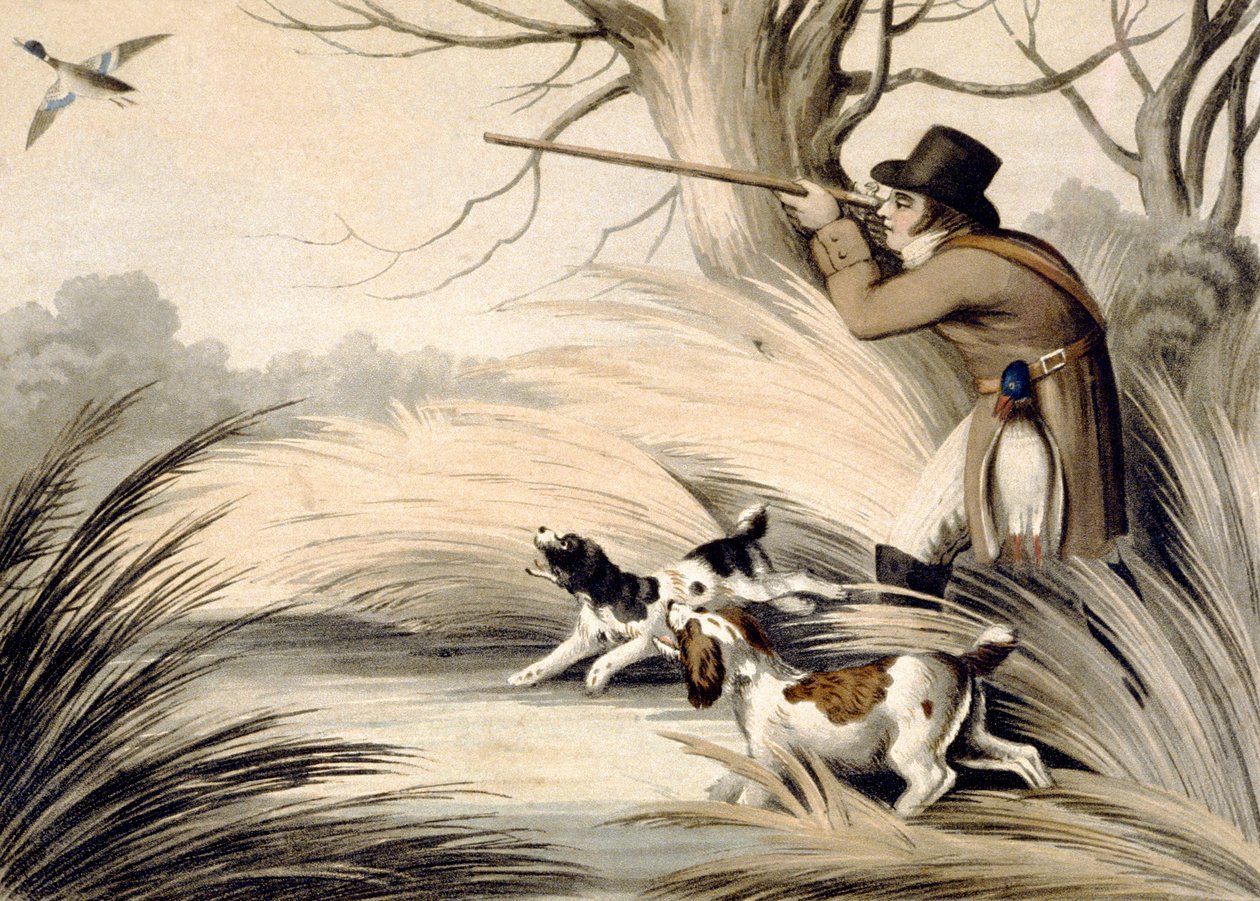 Skydeand, graveret af H. Merke, ca. 1809 (farve litho) af Samuel (after) Howitt