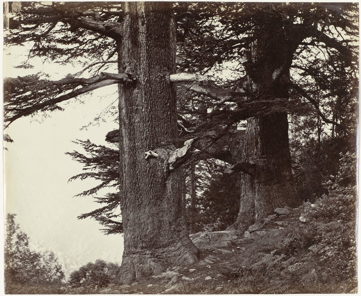 Twee cederbomen, Himachal Pradesh Deoddars 35 fod og 37 fod i omkreds (original titel) af Samuel Bourne (attributed to)