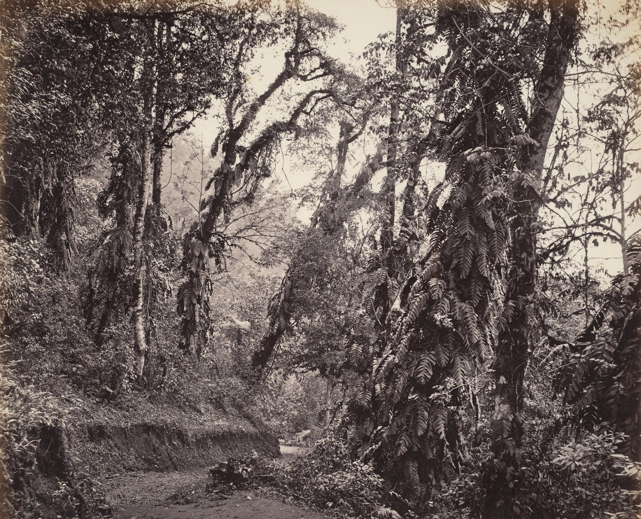Darjeeling, Skovscene med slyngplanter, med Tukvar-vejen af Samuel Bourne
