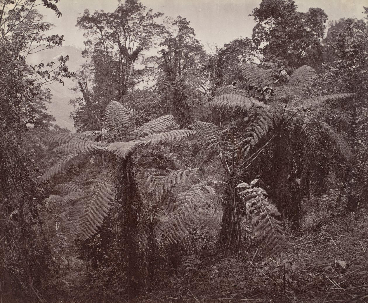 Darjeeling, gruppe af træbregner ved Lebong af Samuel Bourne