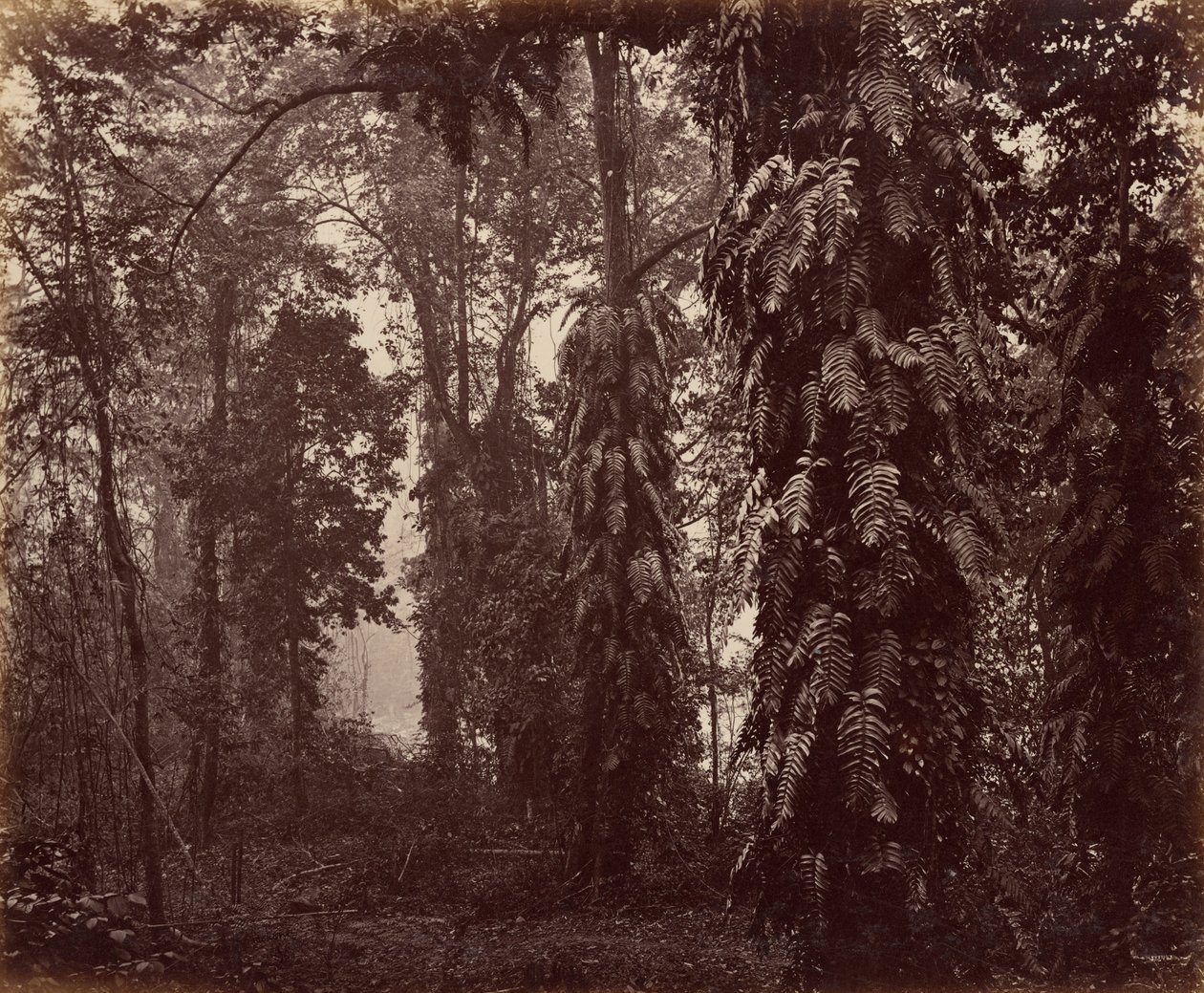 Darjeeling, Indien af Samuel Bourne