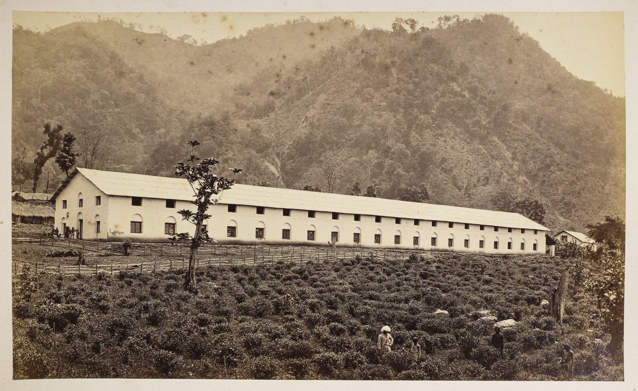 Selim Tea Estate, Darjeeling, den nye fabrik, lavere division,  fra 