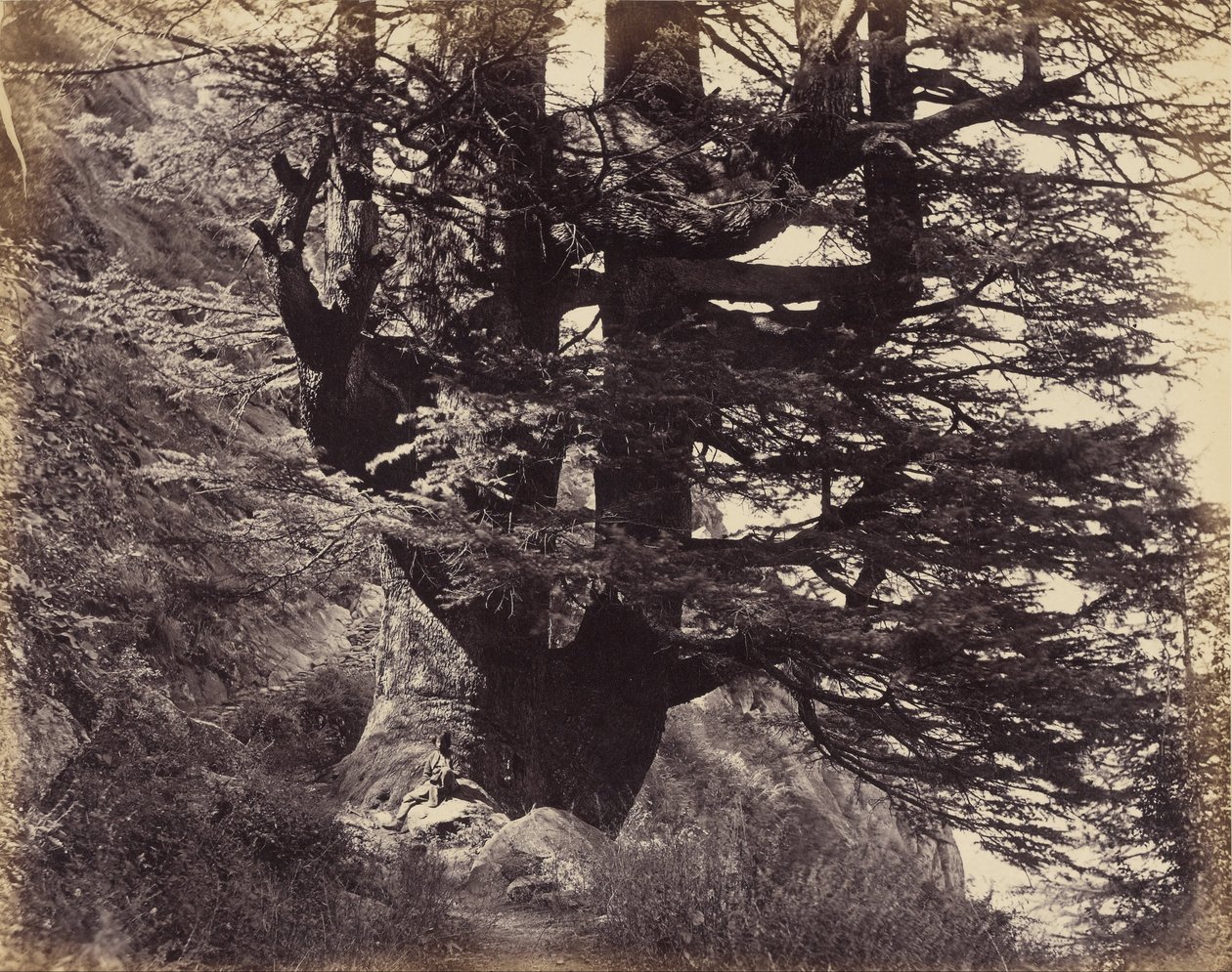 Simla- Great Deodar, 42 fødder i omkreds af Samuel Bourne