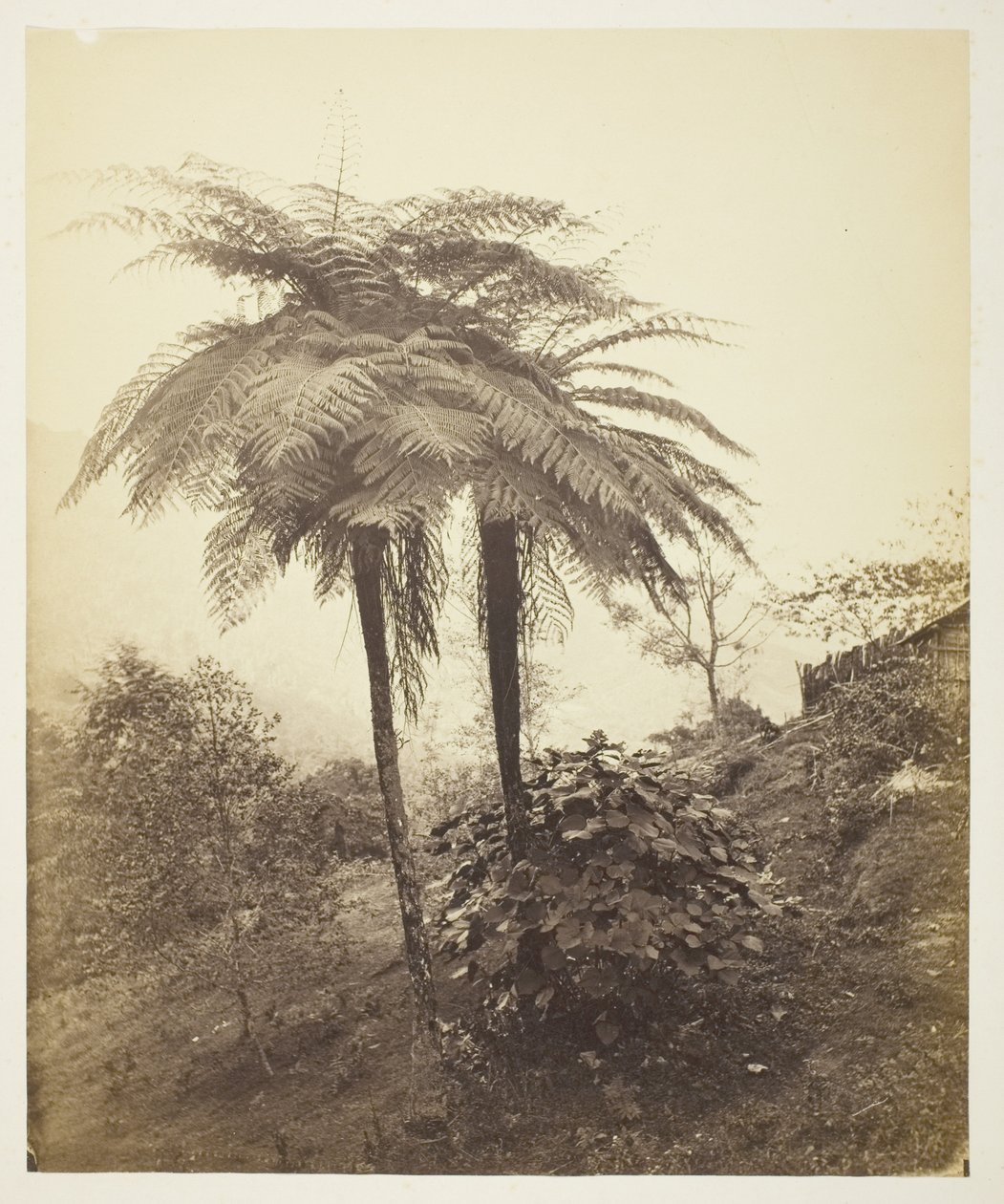 Træbregnen, Prisfoto af Samuel Bourne