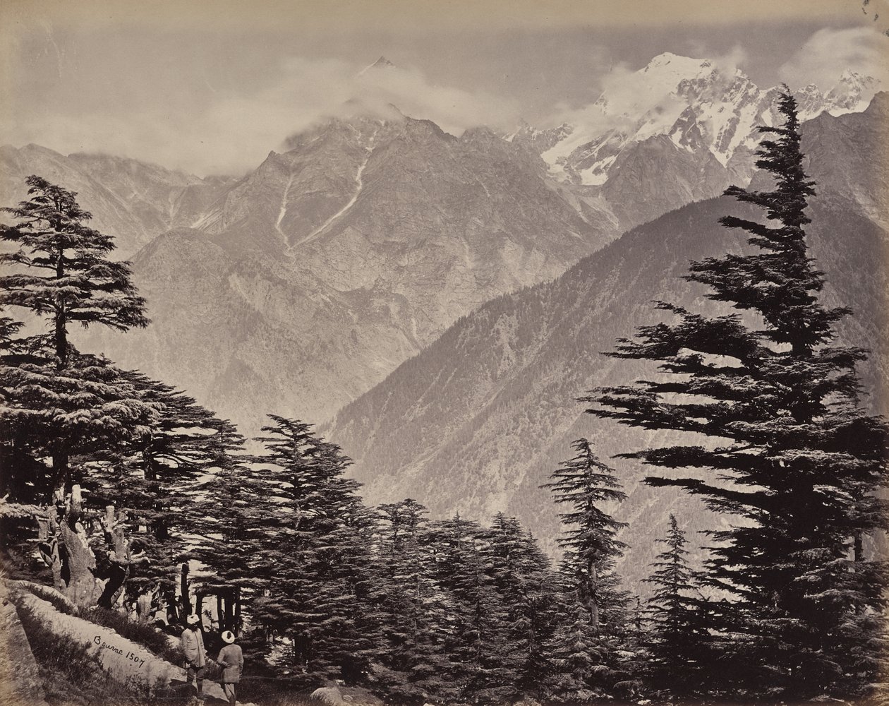 Det øvre Himalaya. Udsigt nær China Mountains. Himalayacedre i forgrunden af Samuel Bourne