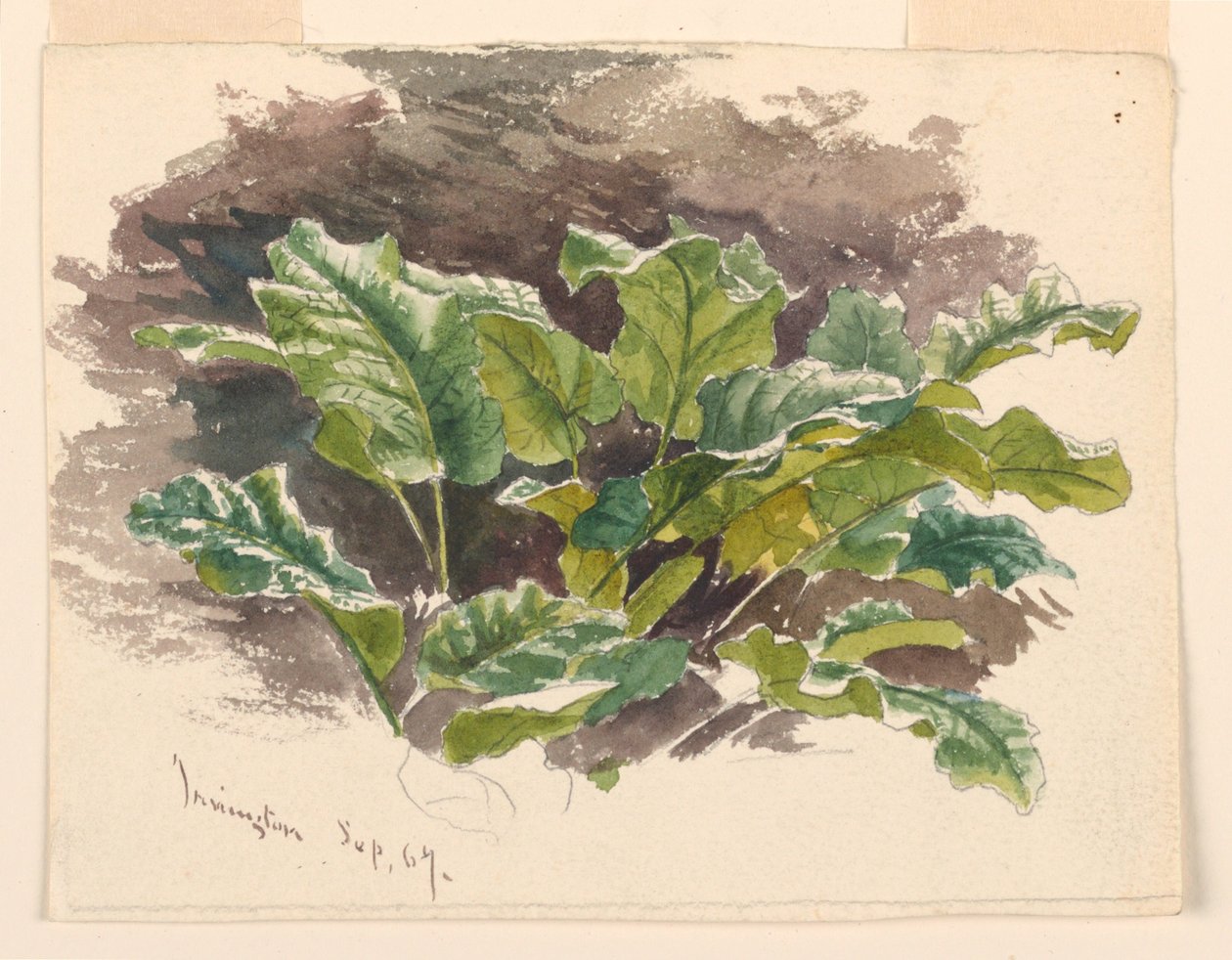 Botanisk Studie af Samuel Colman