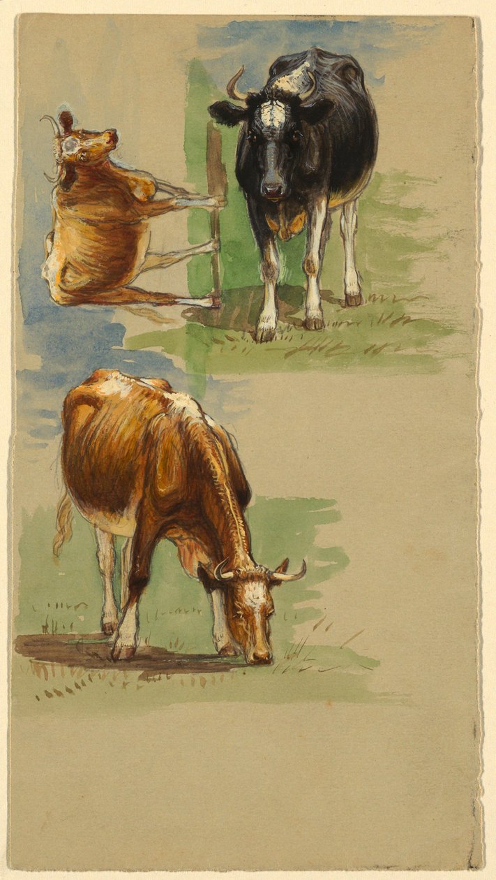 Tegning, kvæg, stude, 1875-80 af Samuel Colman
