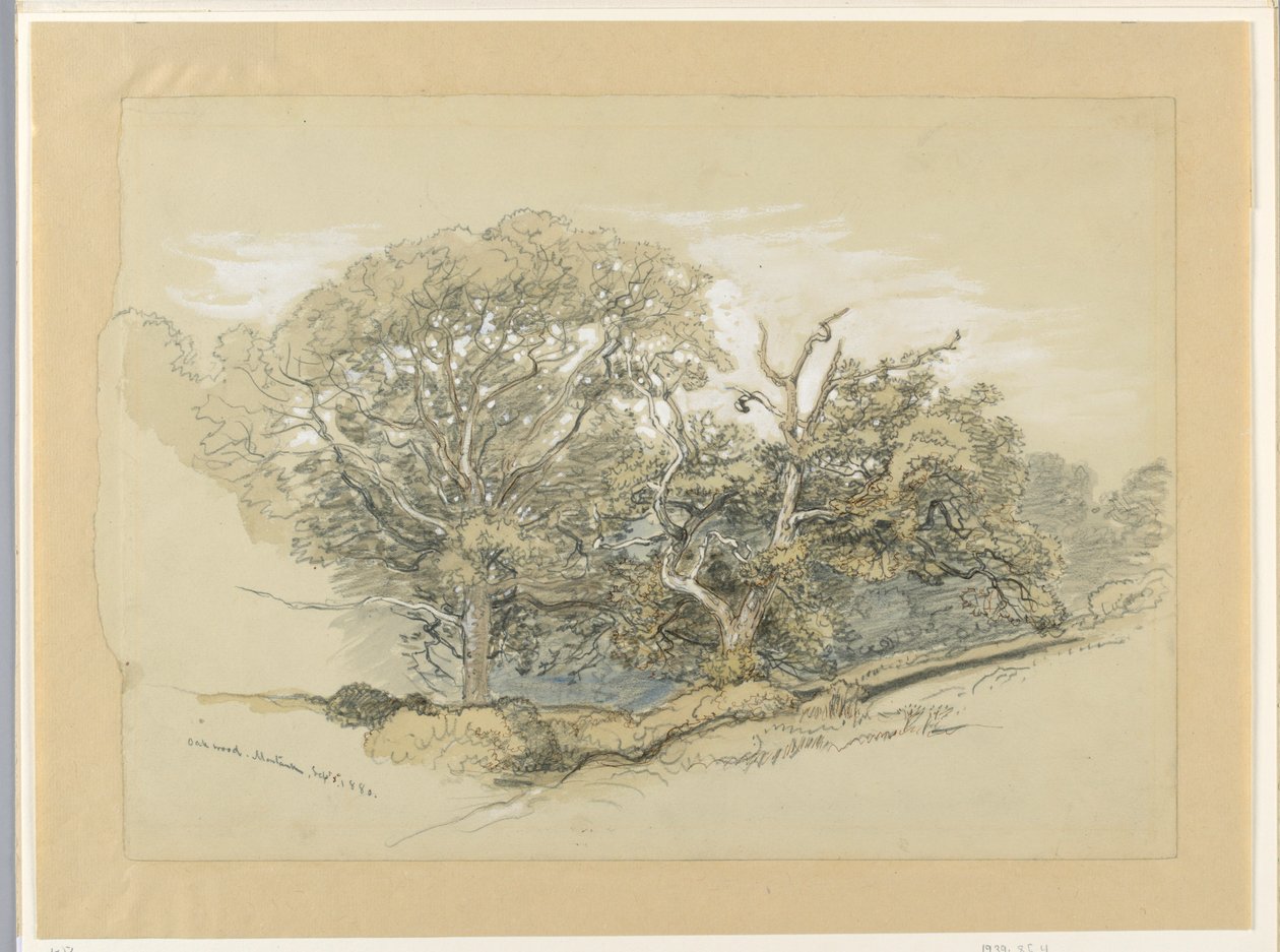 Tegning, Oak Wood, Montauk, New York, 8. september 1880 af Samuel Colman