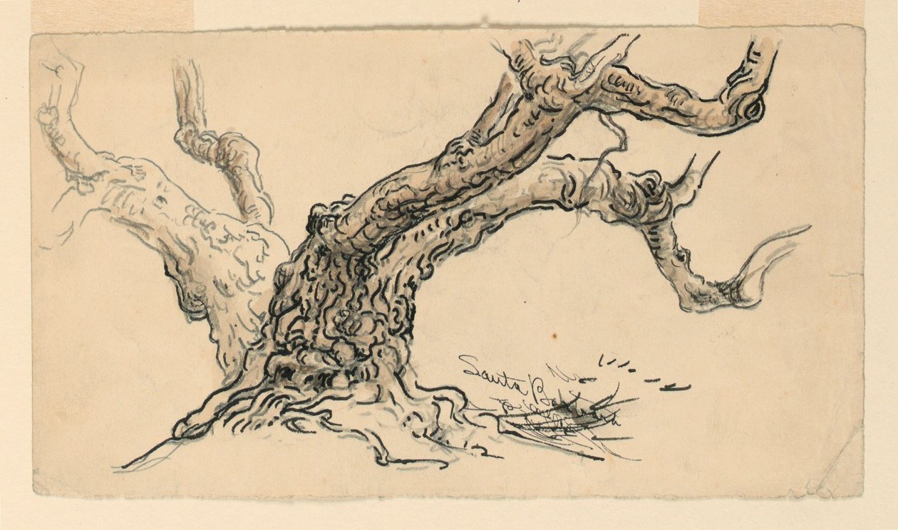 Tegning, skitser. Platantræer, Santa Barbara, Californien, ca. 1888 af Samuel Colman
