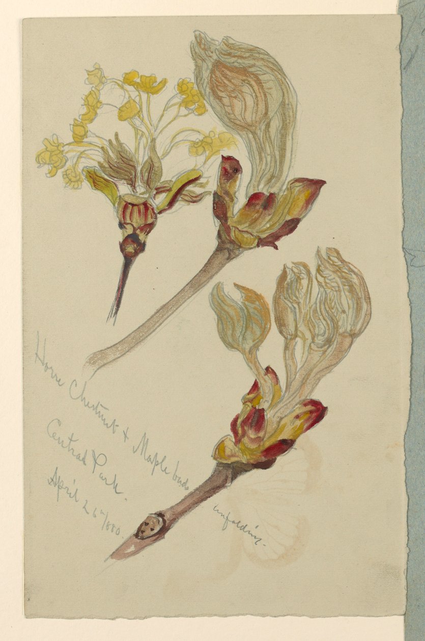 Tegning, studier. Hestekastanje- og ahornknopper folder sig ud, Central Park, N.Y.C., 26. april 1880 af Samuel Colman