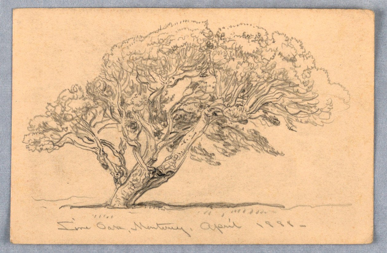 Tegning, studier. Træer, Santa Barbara, Californien, 1888 af Samuel Colman