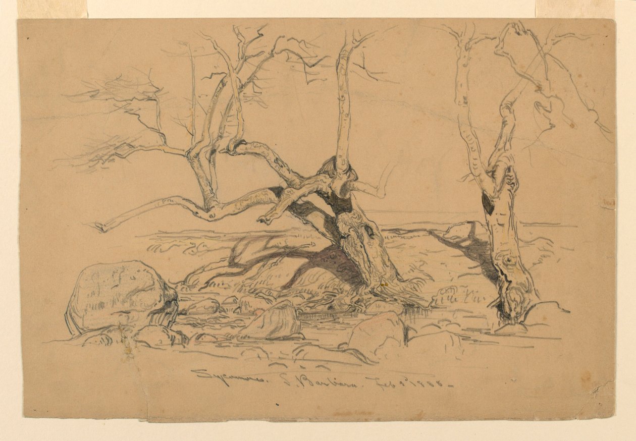 Tegning, studier. Træer, Santa Barbara, Californien, 3. februar 1888 af Samuel Colman
