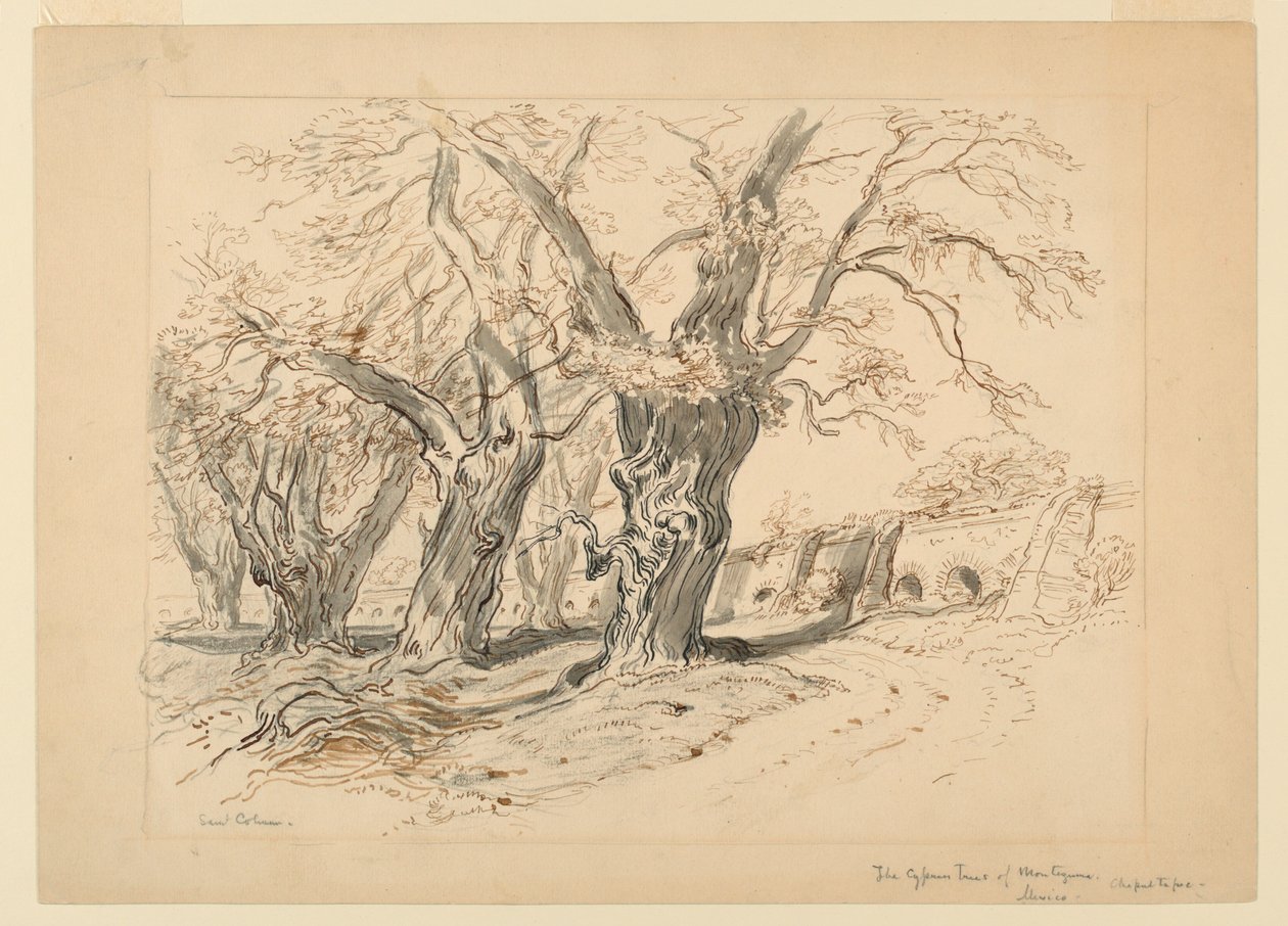 Tegning, undersøgelse til Cypress -træerne i Montezuma, Park of Chapultepec, Mexico af Samuel Colman