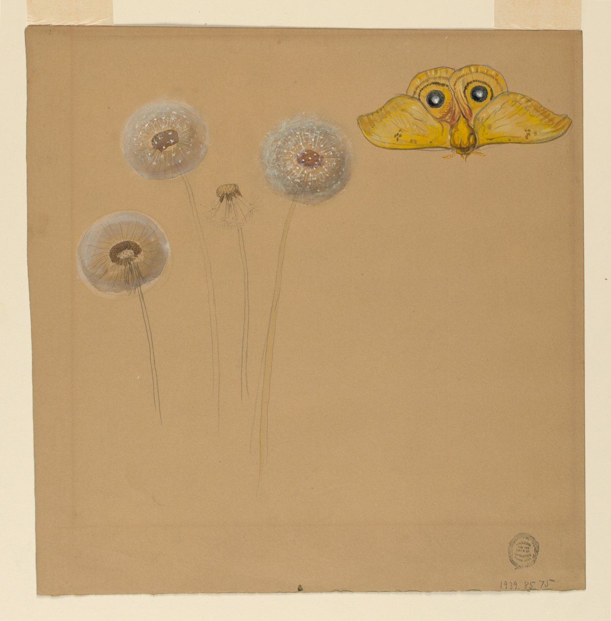 Tegning, studie af hvid marguerit, kamillestængel med to kronblade og et kamilleblad, 1875-90 af Samuel Colman